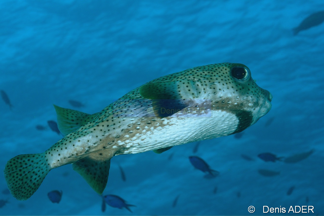 Diodon hystrix Poisson porc epic-Bonaire Keepsake-12m-20180221-Denis-ADER-DSC_7207_tn.jpg